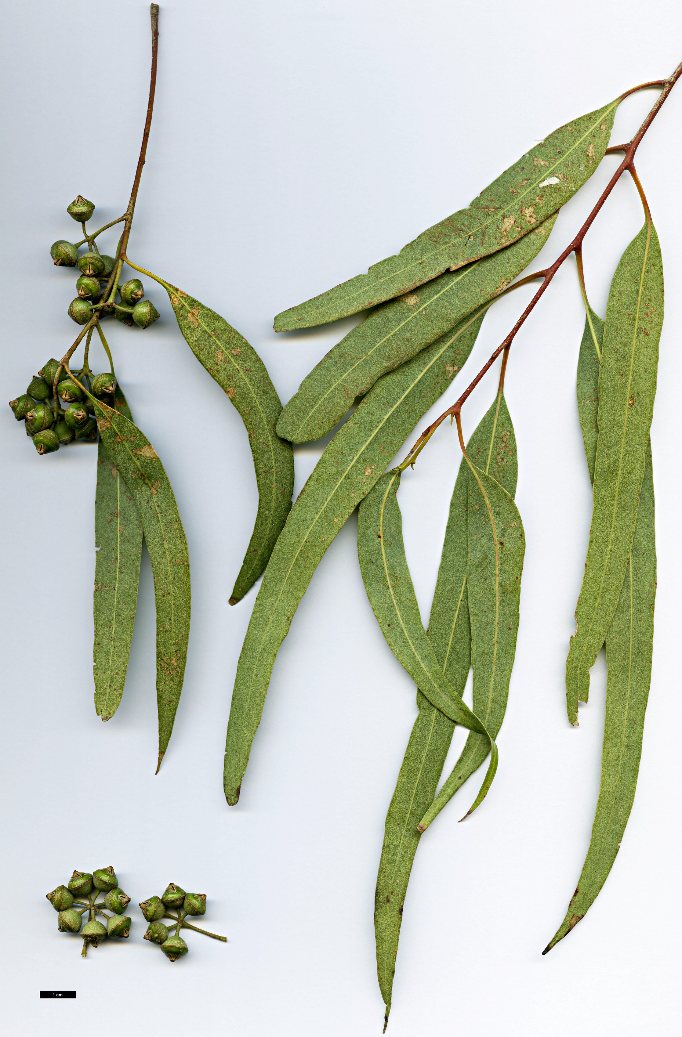 High resolution image: Family: Myrtaceae - Genus: Eucalyptus - Taxon: camaldulensis High resolution image: Family: Myrtaceae - Genus: Eucalyptus - Taxon: camaldulensis